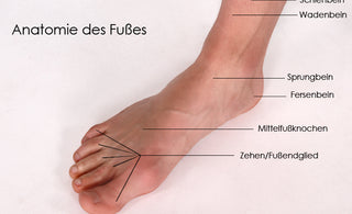Die Anatomie des Fußes
