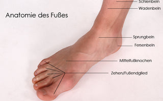 Die Anatomie des Fußes