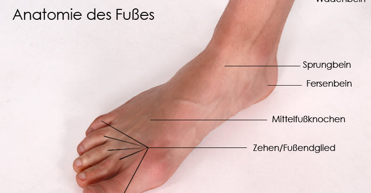 Die Anatomie Des Fu es Schuhdealer Blog die-anatomie-des-fu-es-schuhdealer-blog